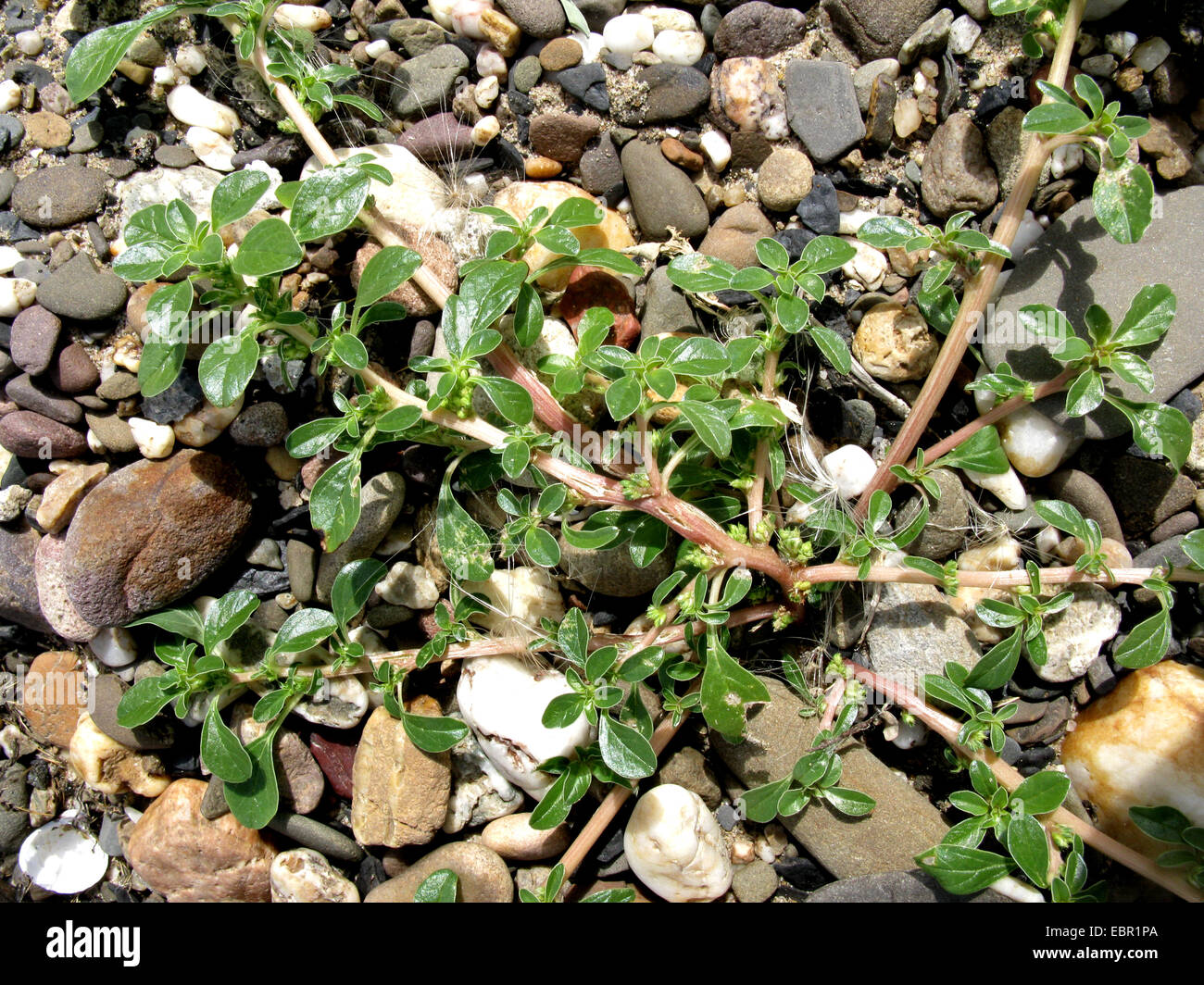 prostrate pigweed, prostrate amaranth (Amaranthus blitoides), on gravel, Germany Stock Photo