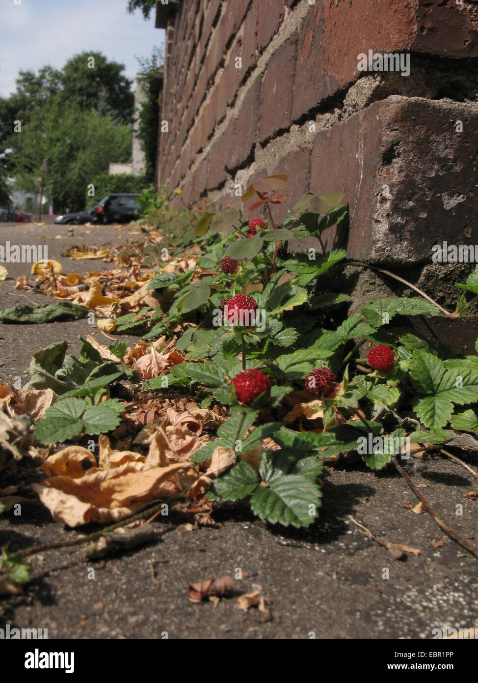 Indian strawberry, false strawberry, Indian mock-strawberry (Duchesnea indica), naturalized on a pavement, Germany, North Rhine-Westphalia Stock Photo