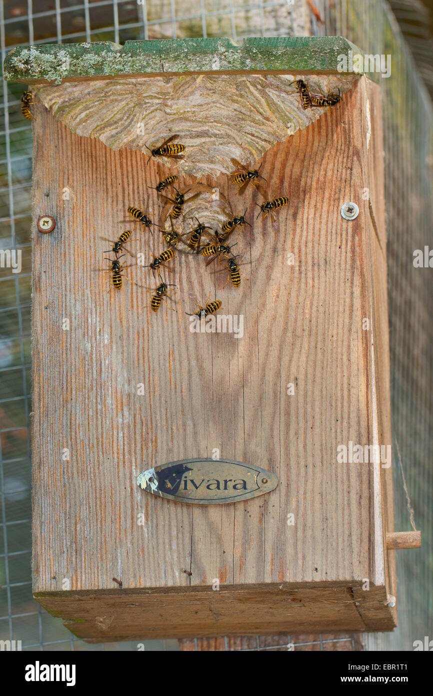 Saxon wasp (Dolichovespula saxonica, Vespula saxonica), vespiary in a bird nest box, Germany Stock Photo
