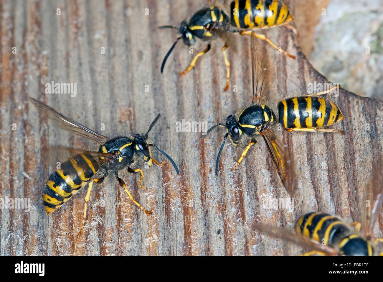Saxon wasp (Dolichovespula saxonica, Vespula saxonica), some Saxon wasps at a bird nest box, Germany Stock Photo