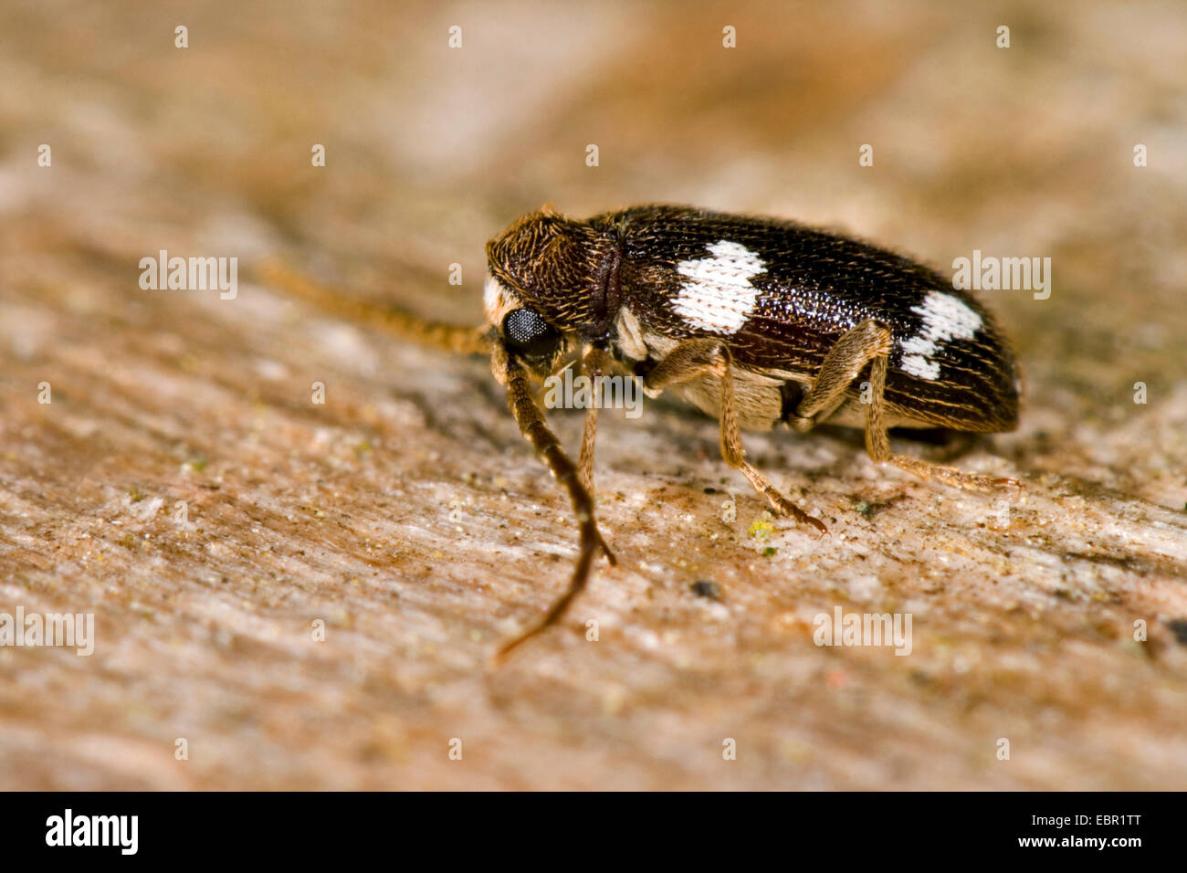 Spider beetle (Ptinus sexpunctatus), on deadwood, Germany Stock Photo