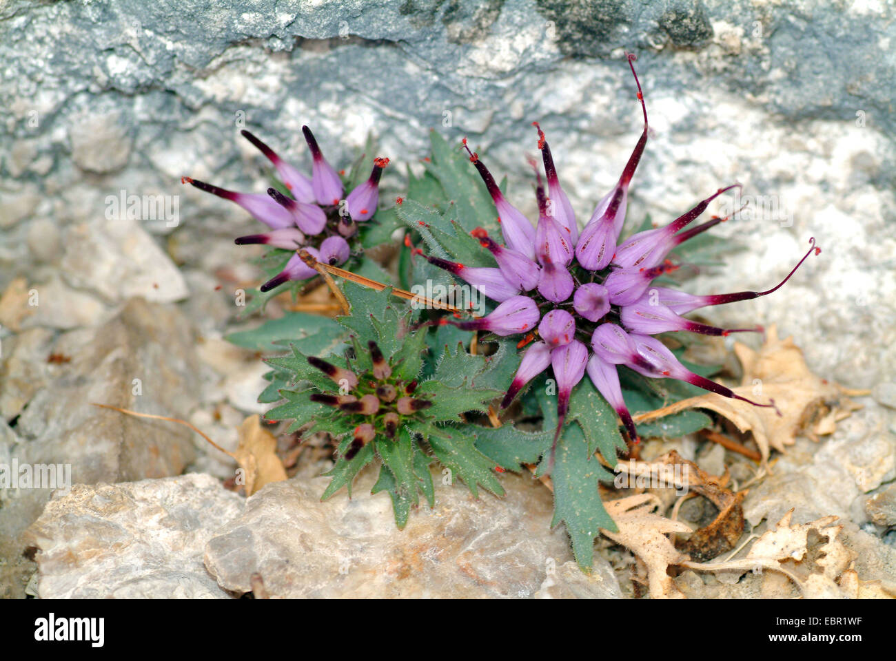 Devil's Claw (Physoplexis comosa, Phyteuma comosum), blooming on a rock, Italy Stock Photo