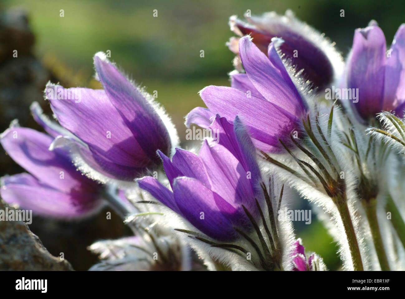 Haller's pasque flower (Pulsatilla halleri), flower in backlight, Switzerland Stock Photo