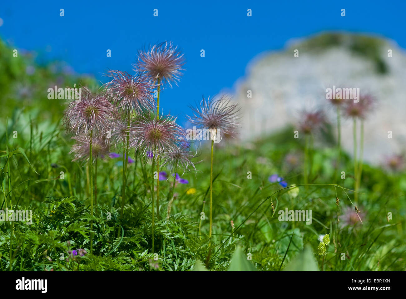 Alpine anemone (Pulsatilla alpina ssp. alpina, Pulsatilla alpina), fruiting in a mountain meadow, Switzerland, Schynige Platte Stock Photo