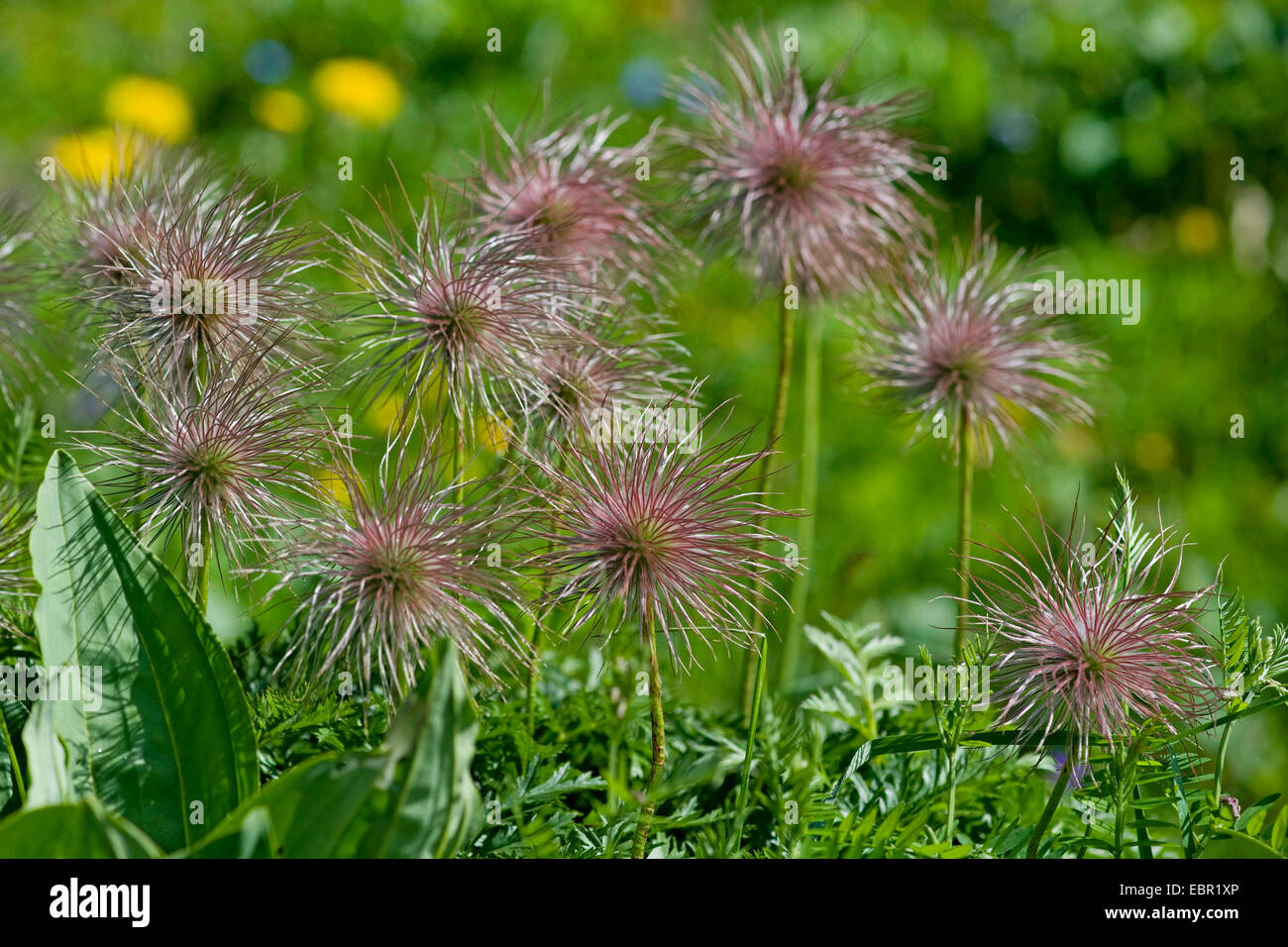 Alpine anemone (Pulsatilla alpina ssp. alpina, Pulsatilla alpina), fruiting, Switzerland, Schynige Platte Stock Photo