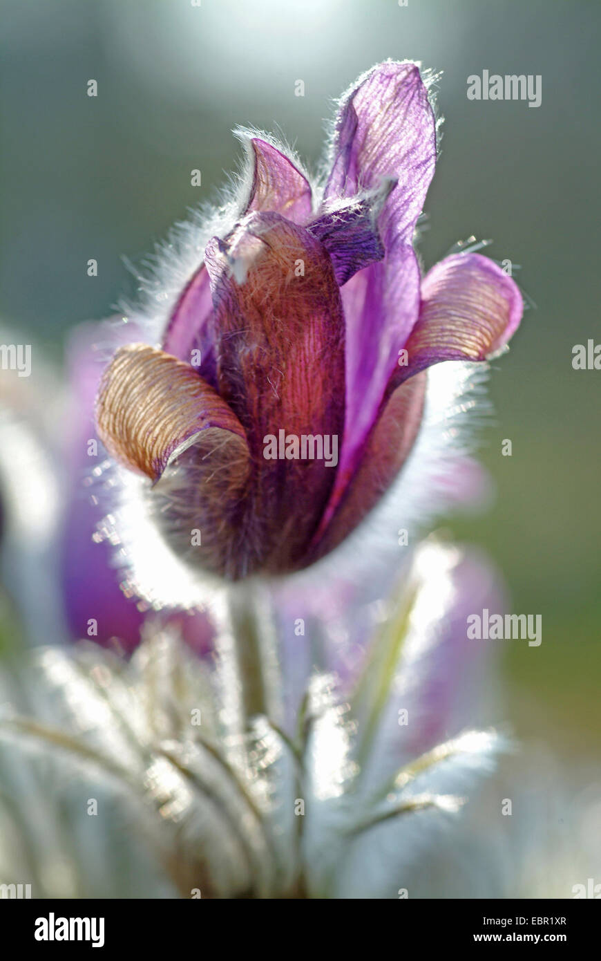 Haller's pasque flower (Pulsatilla halleri), flower in backlight, Switzerland Stock Photo