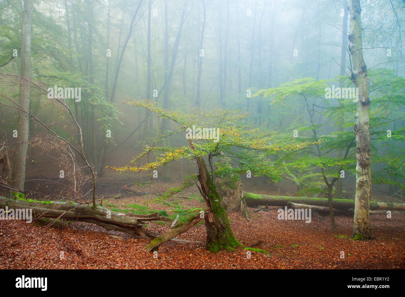 common beech (Fagus sylvatica), broken tree in autumn forest, Germany, Hesse, Kellerwald National Park Stock Photo