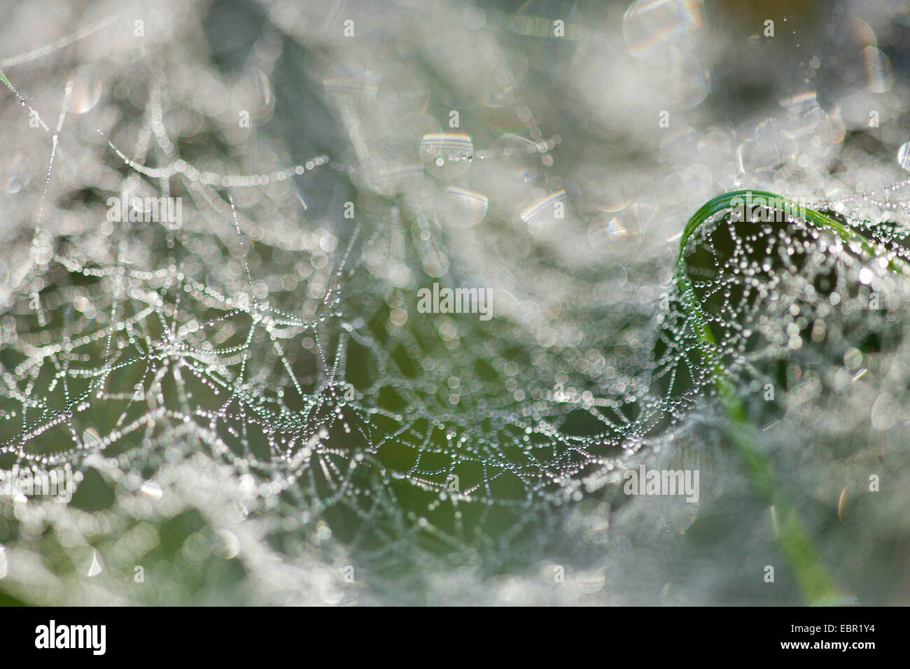 spiders web with morning dew, Germany, Rhineland-Palatinate Stock Photo