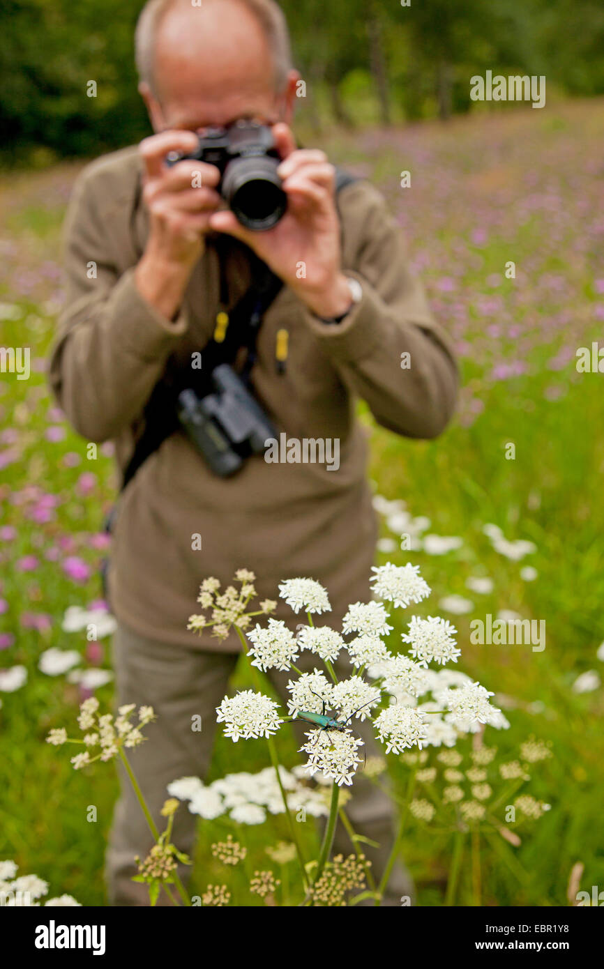musk beetle (Aromia moschata), man taking photos in a meadow of an musk beetle, Germany, Rhineland-Palatinate, Niederfischbach Stock Photo