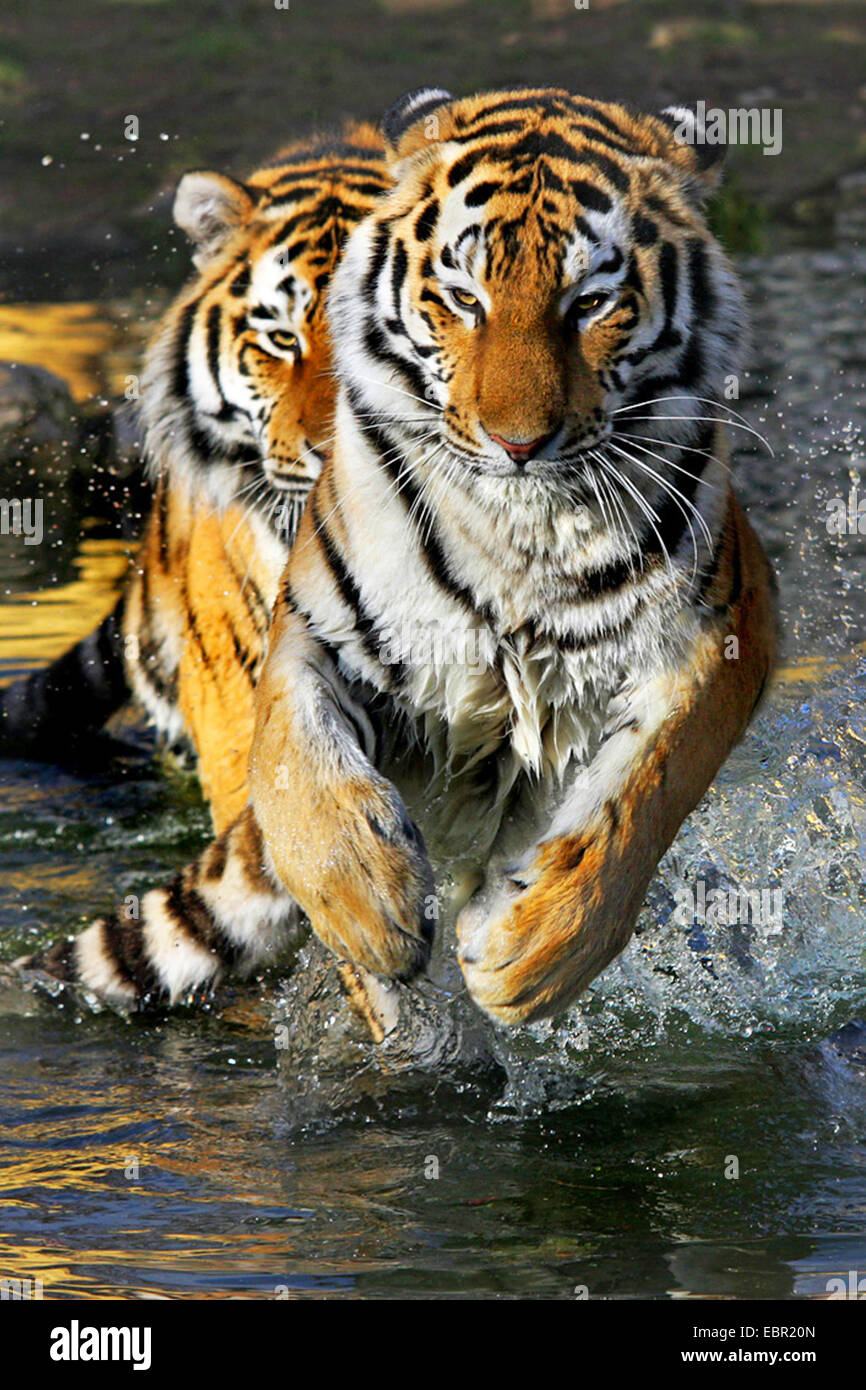 Siberian tiger, Amurian tiger (Panthera tigris altaica), run through water Stock Photo
