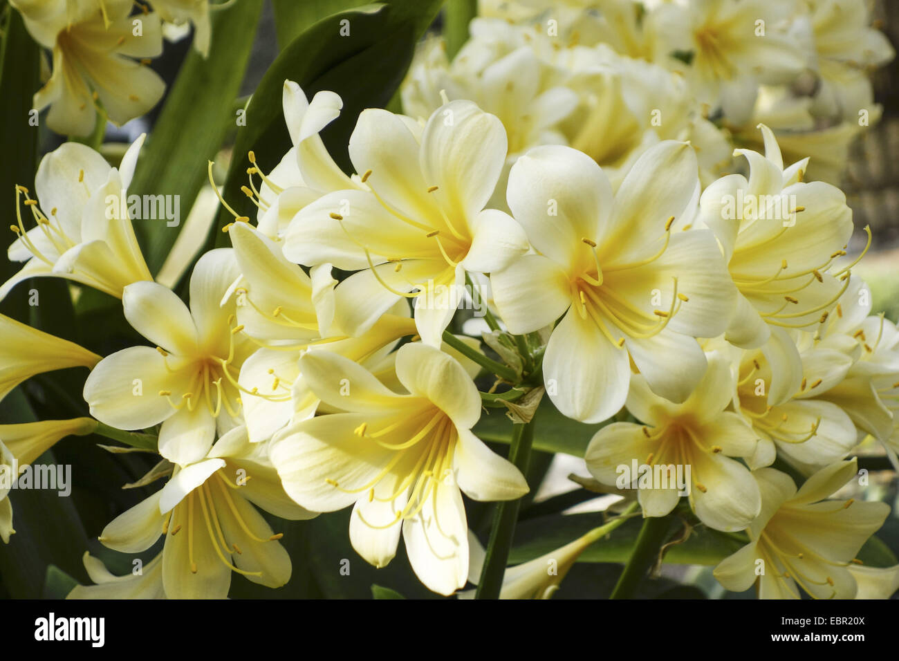 kaffir lily (Clivia miniata), flowering in white Stock Photo