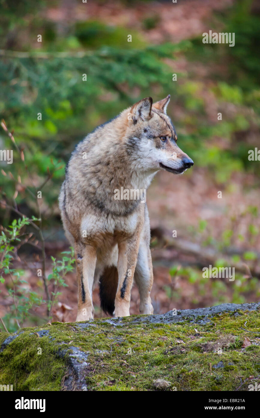 European gray wolf (Canis lupus lupus), standing on a mossy boulder in the forest, Germany, Bavaria, Bavarian Forest National Park Stock Photo