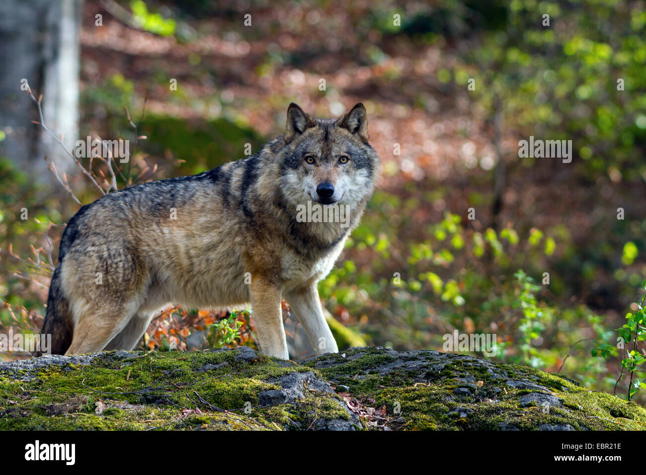 European gray wolf (Canis lupus lupus), standing behind a mossy boulder, Germany, Bavaria, Bavarian Forest National Park Stock Photo
