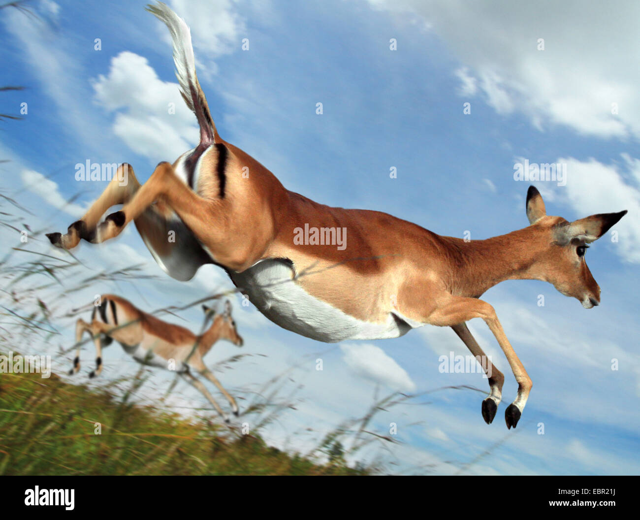 impala (Aepyceros melampus), jumping in flight, Kenya, Masai Mara National Park Stock Photo