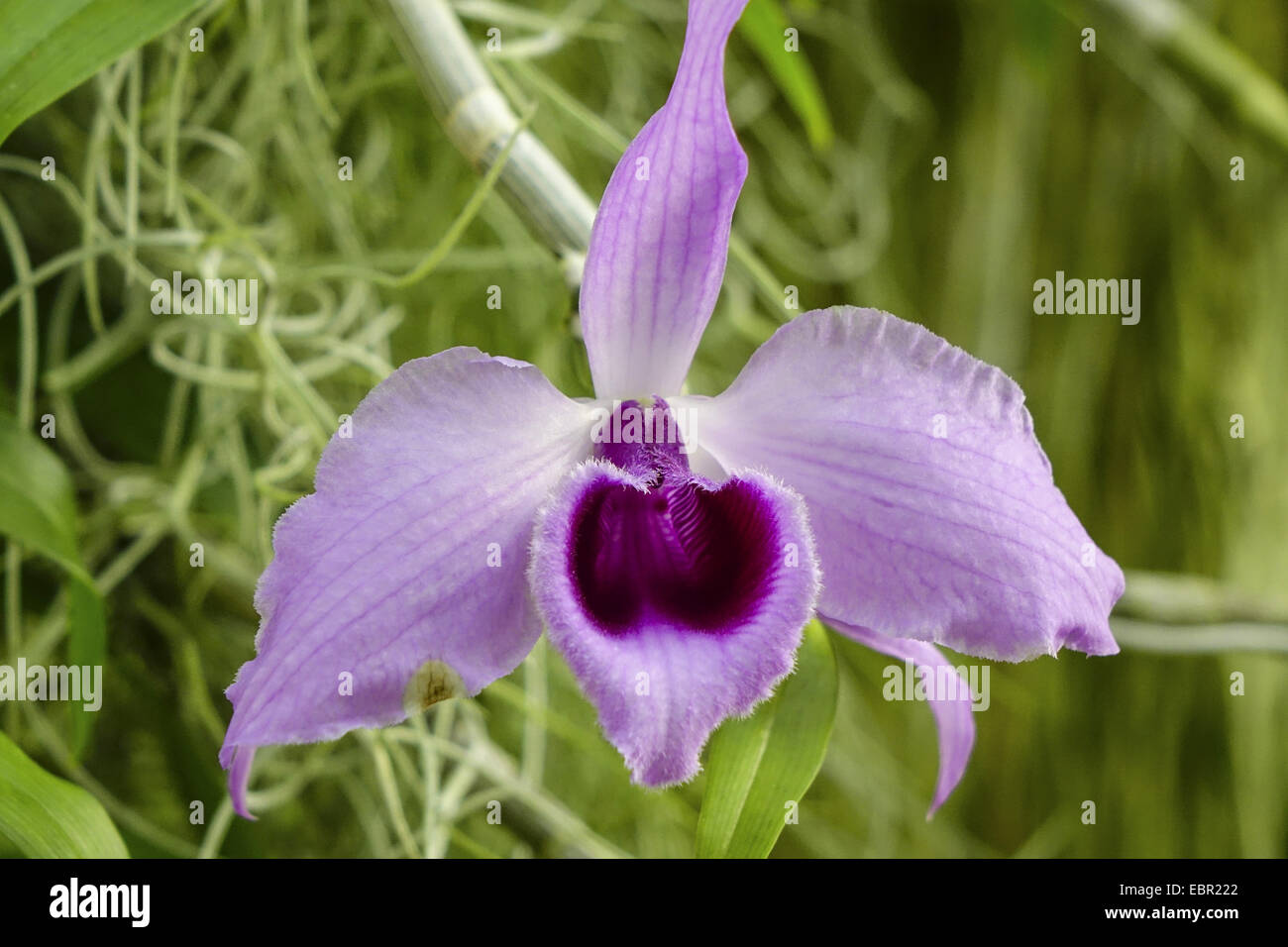 cattleya orchid (Cattleya spec.), flower Stock Photo