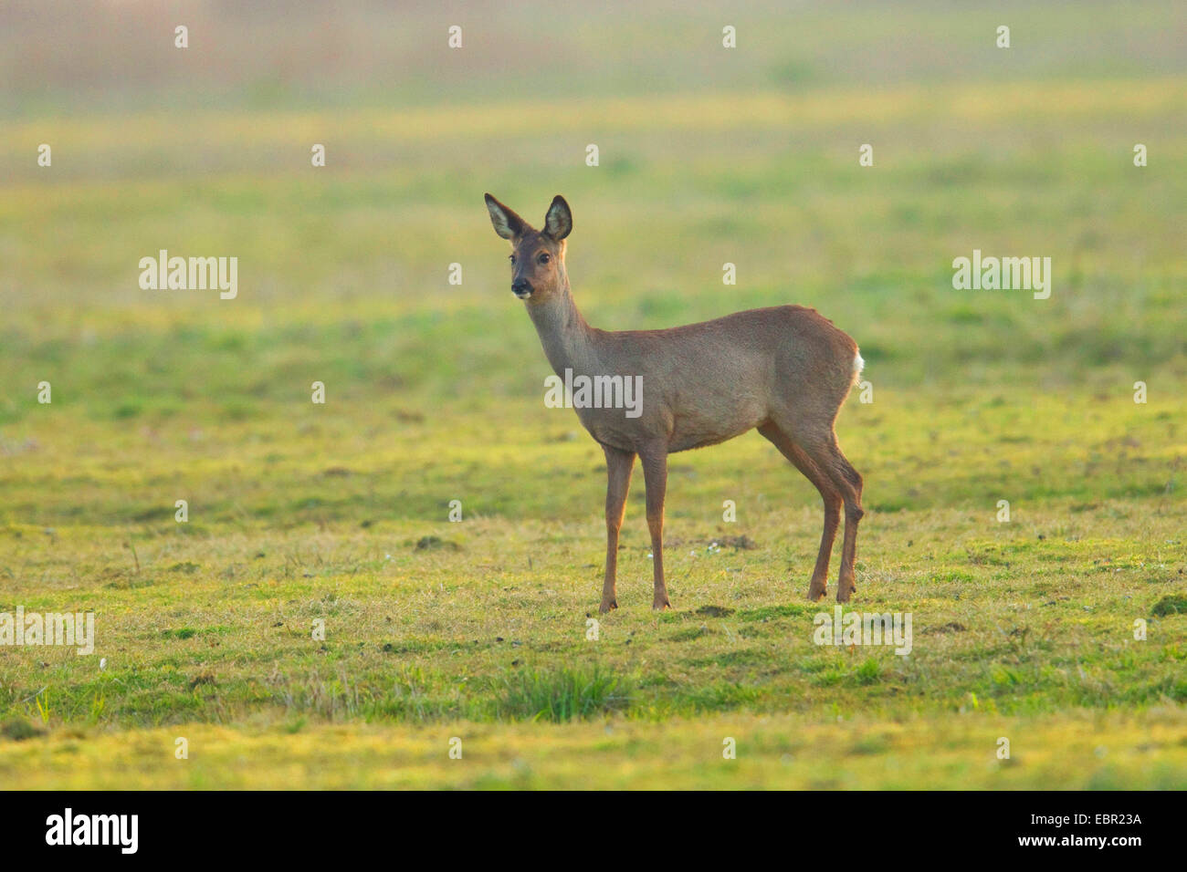 roe deer (Capreolus capreolus), stands ina meadow, Netherlands Stock Photo