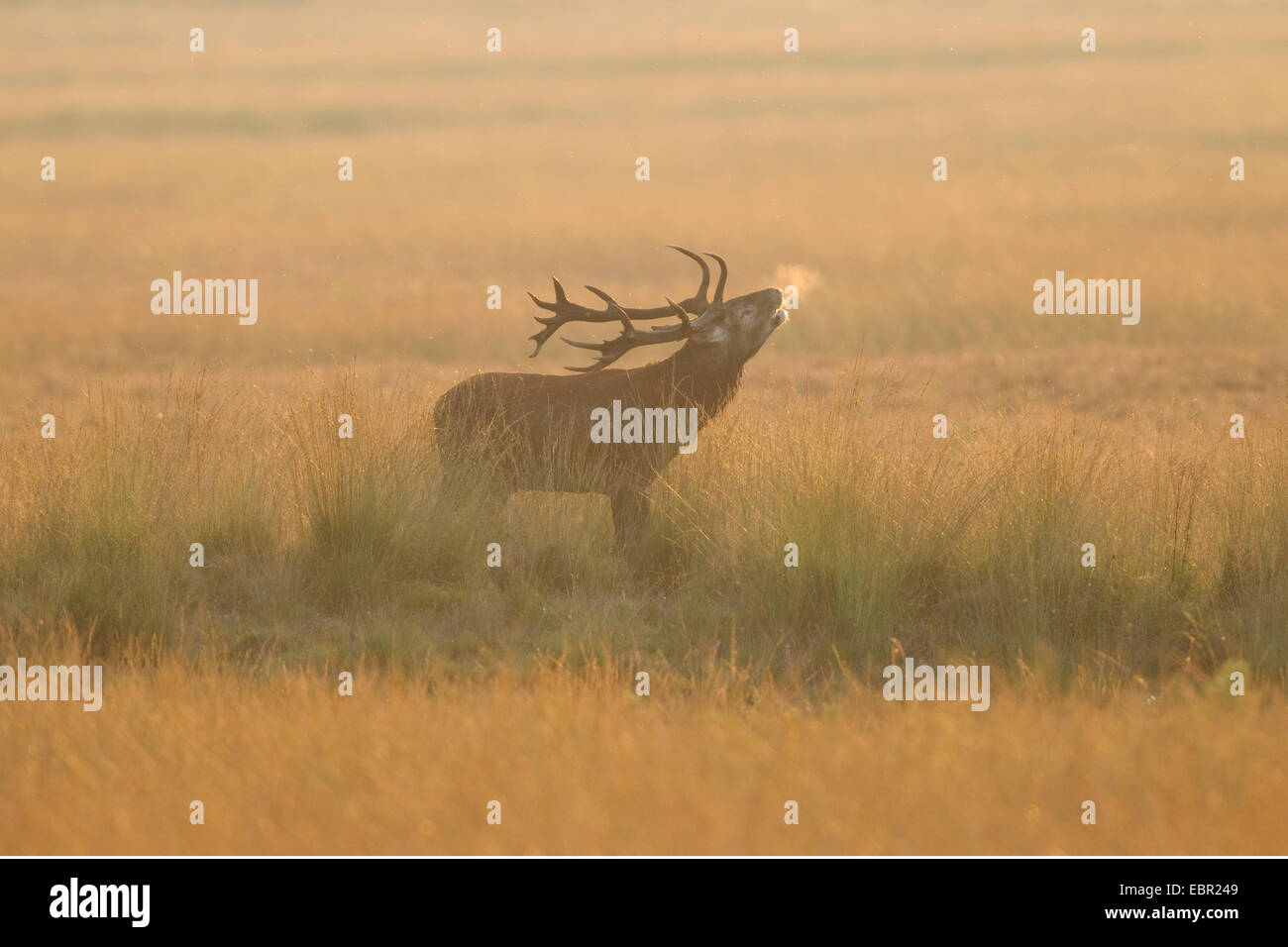 red deer (Cervus elaphus), rutting stag in the evening, Netherlands Stock Photo