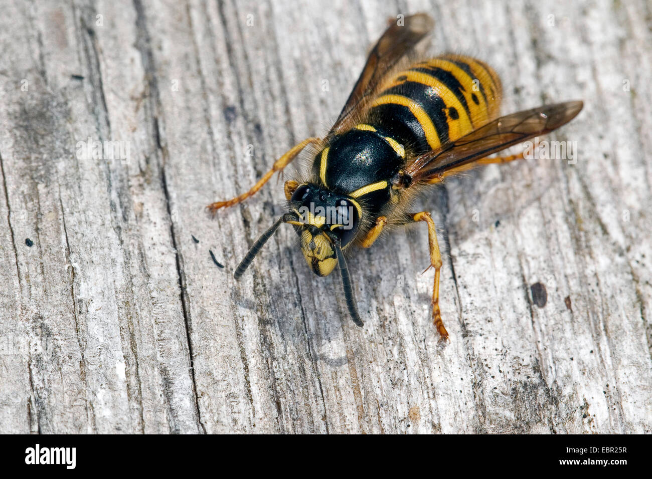 Saxon wasp (Dolichovespula saxonica, Vespula saxonica), female collecting wood for building a nest, Germany Stock Photo