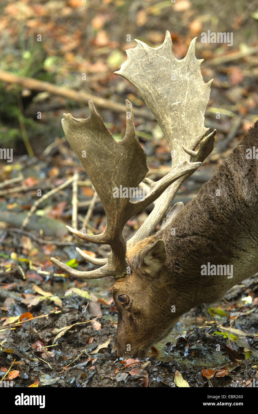 fallow deer (Dama dama, Cervus dama), browsing hart, Germany, North Rhine-Westphalia Stock Photo