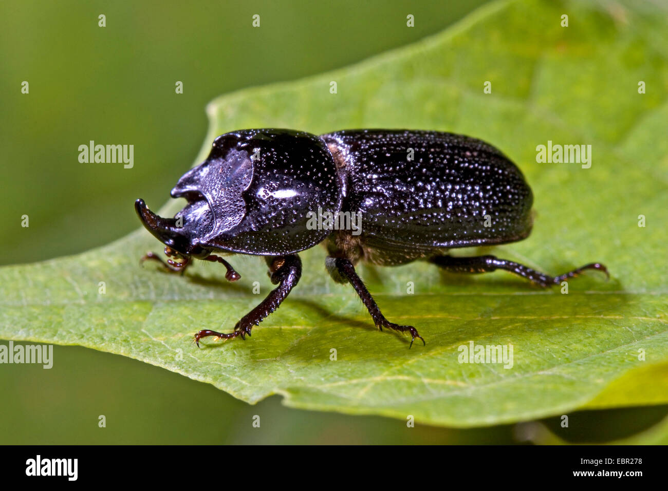 rhinoceros beetle, small European rhinoceros beetle (Sinodendron cylindricum), male on a leaf, Germany Stock Photo