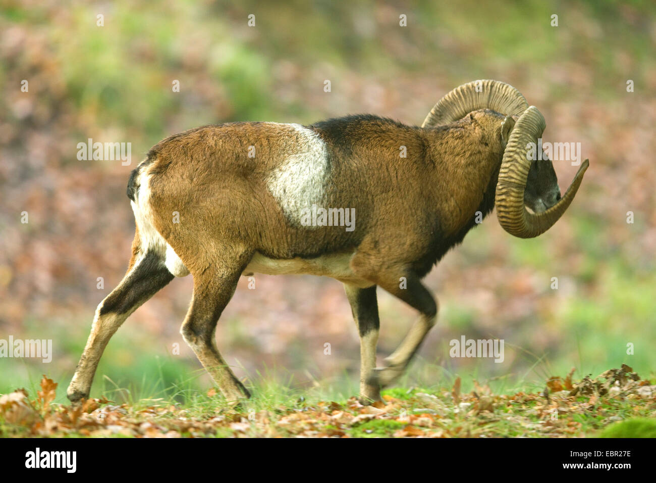 Mouflon (Ovis musimon, Ovis gmelini musimon, Ovis orientalis musimon), moufflon ram with abnormal horn, handicap of the intake of food, Germany, North Rhine-Westphalia Stock Photo