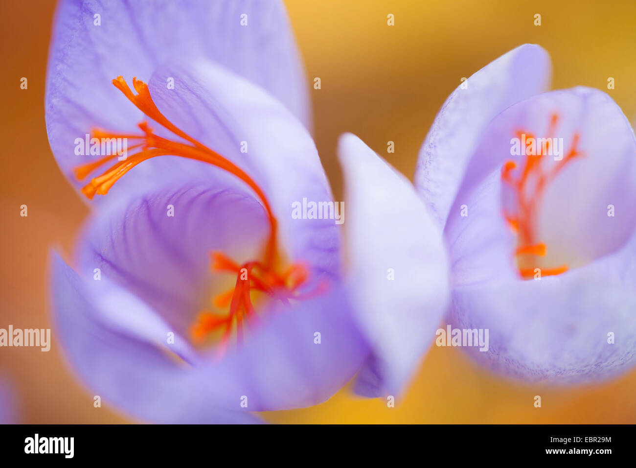 saffron (Crocus sativus), flowers with stigmas Stock Photo Alamy