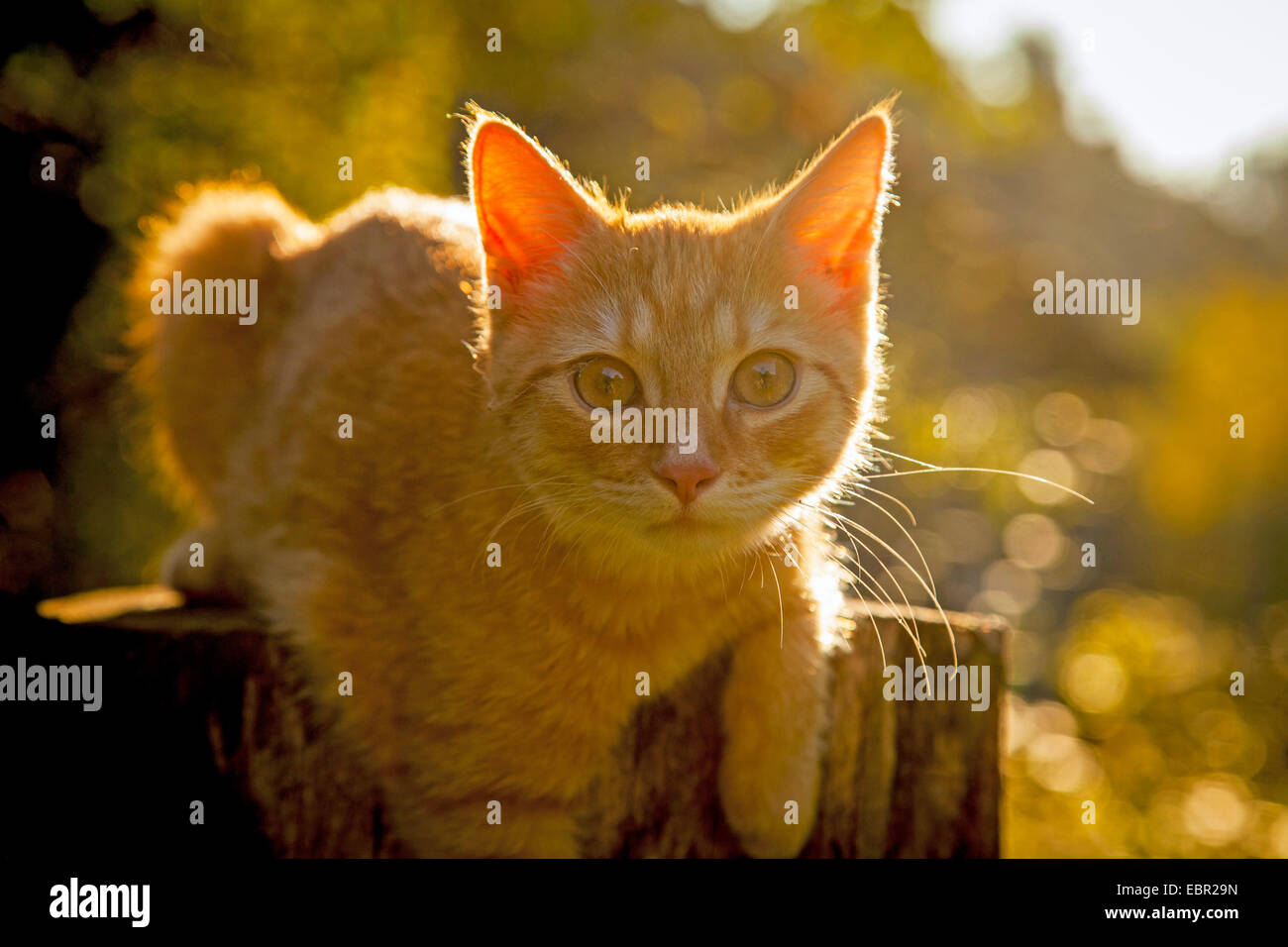 Male cat hi-res stock photography and images - Alamy