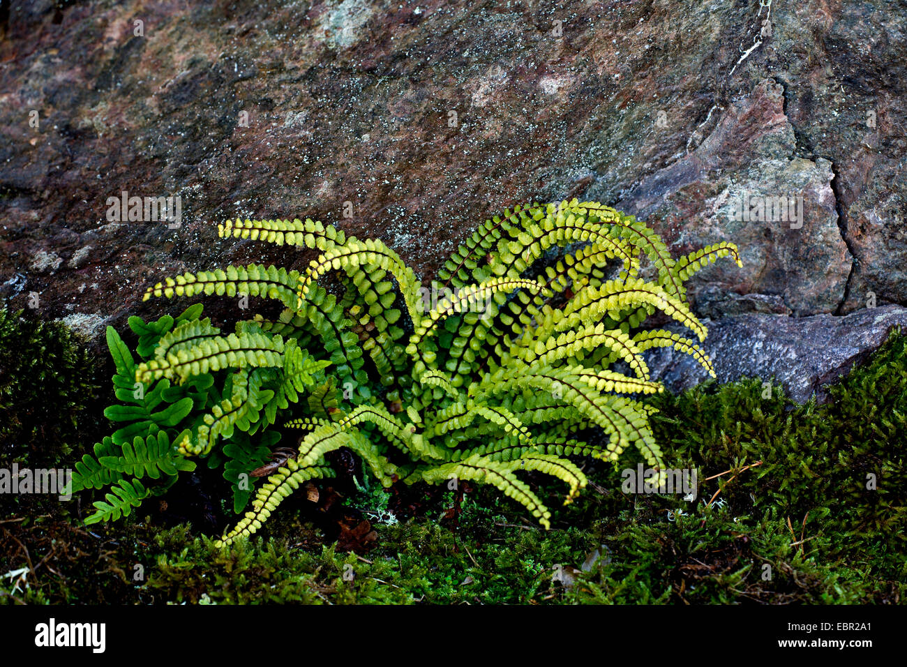 common polypody (Polypodium vulgare), with Maidenhair Spleenwort, Asplenium trichomanes on a rock, Sweden, Smaeland Stock Photo
