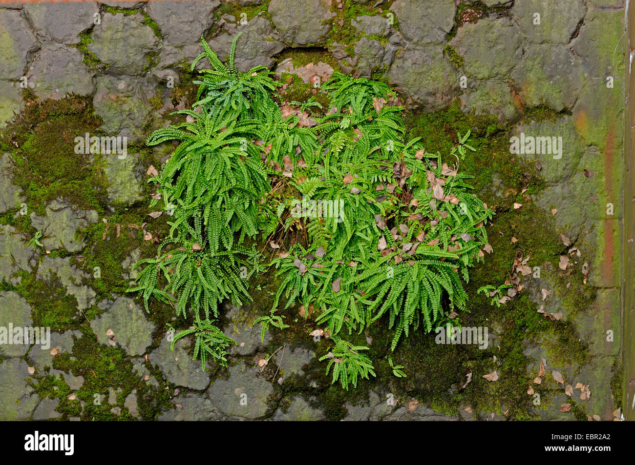 Maidenhair spleenwort, Common maidenhair (Asplenium trichomanes), on a wall, Germany, North Rhine-Westphalia Stock Photo