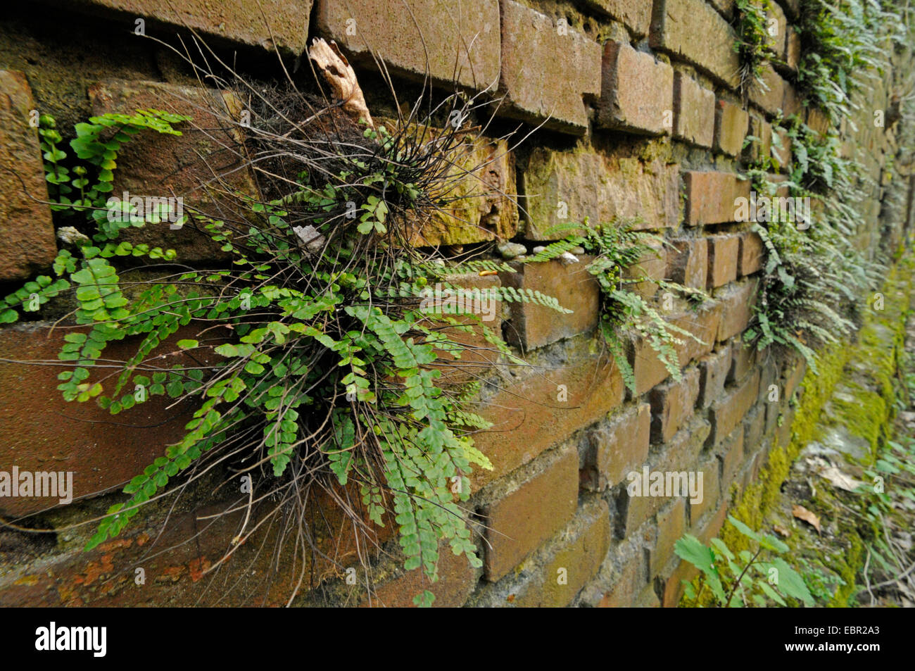 Maidenhair spleenwort, Common maidenhair (Asplenium trichomanes), on a wall, Germany, North Rhine-Westphalia Stock Photo