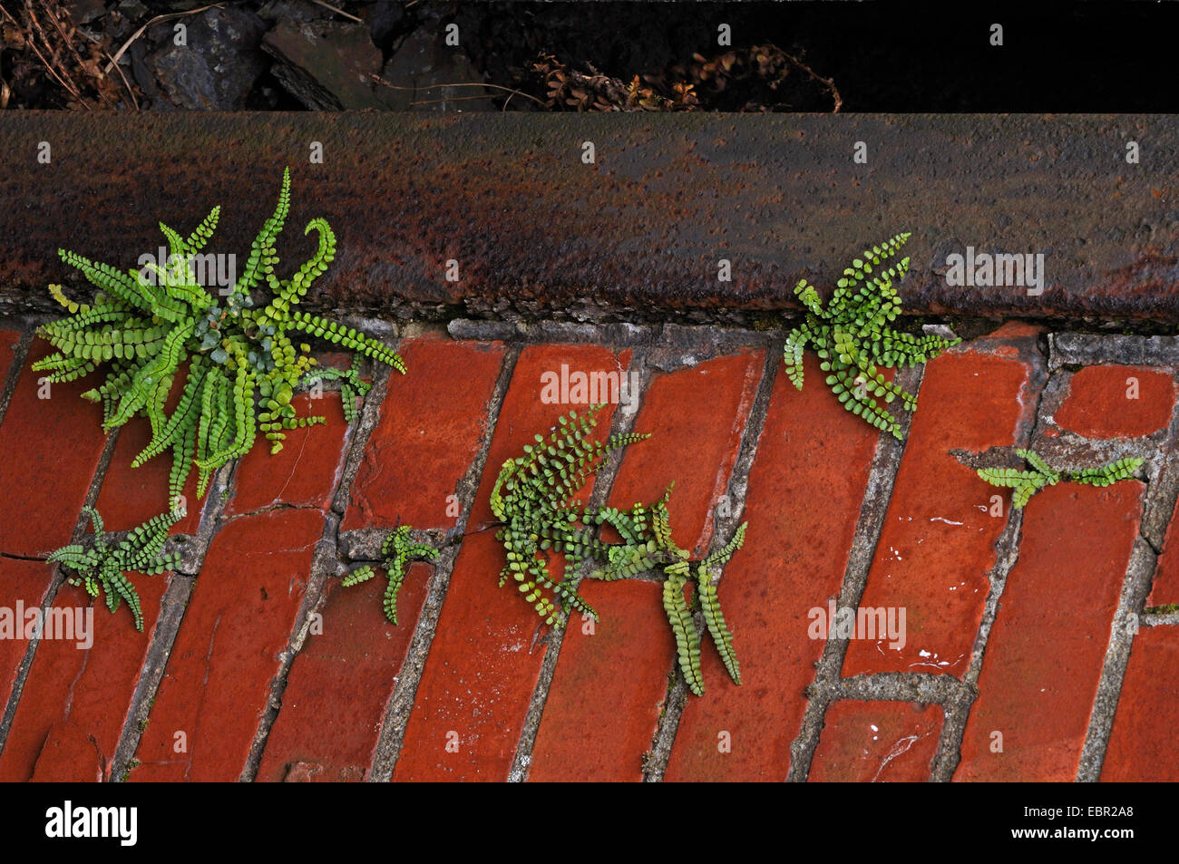 Maidenhair spleenwort, Common maidenhair (Asplenium trichomanes), on a wayside, Germany, North Rhine-Westphalia Stock Photo
