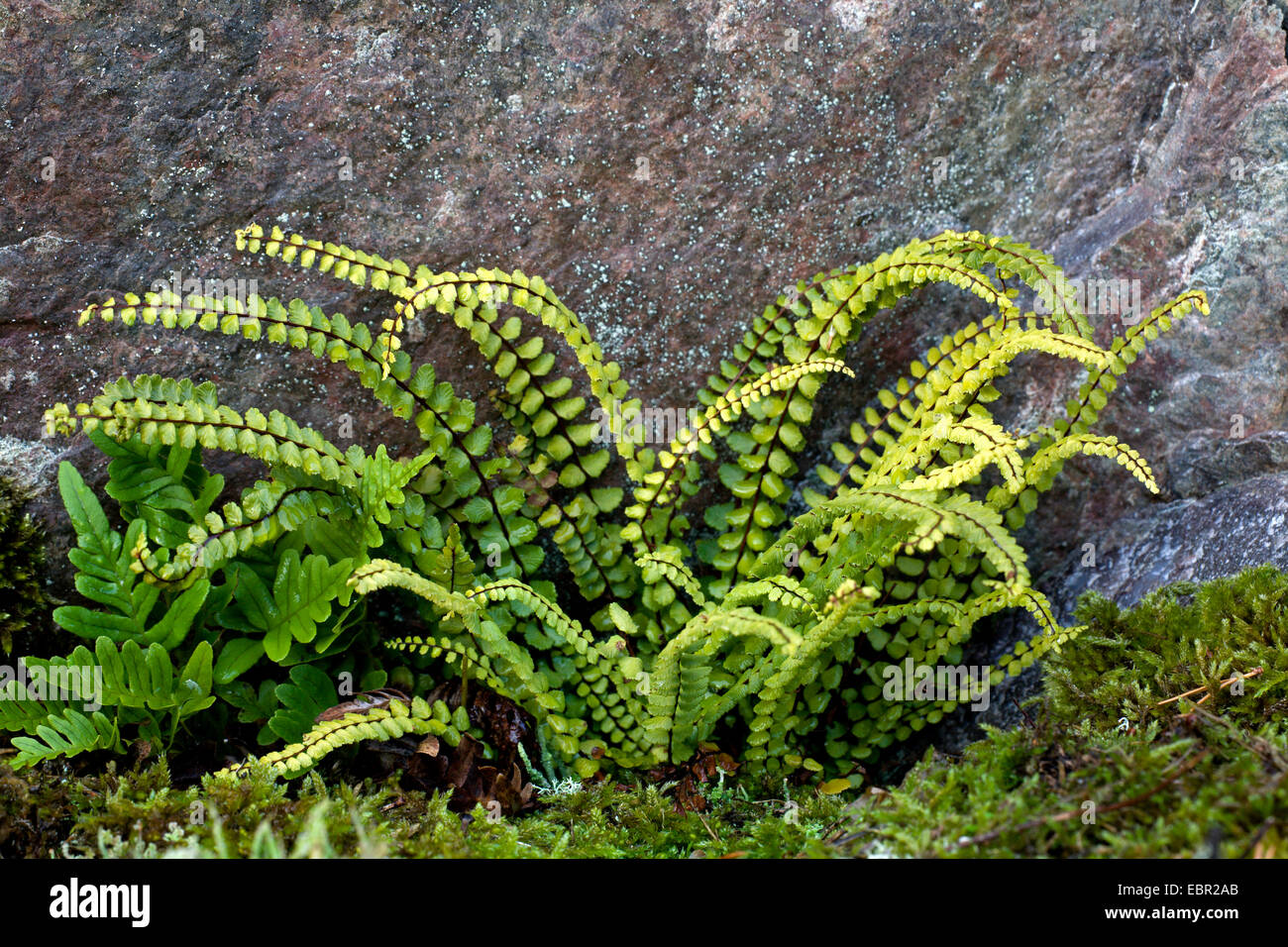 common polypody (Polypodium vulgare), with Maidenhair Spleenwort, Asplenium trichomanes on a rock, Sweden, Smaeland Stock Photo