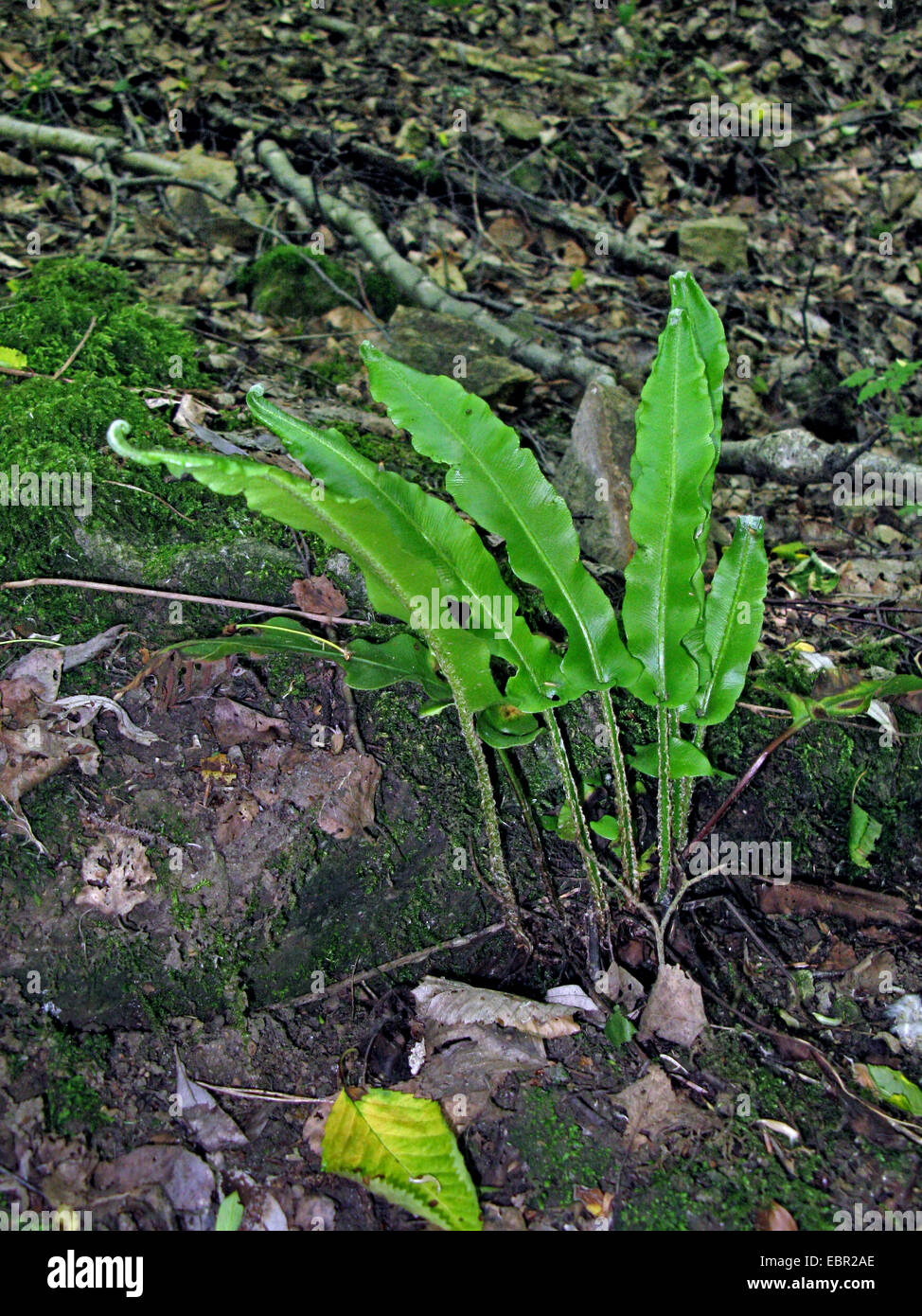 hart's tongue, European harts-tongue fern (Asplenium scolopendrium, Phyllitis scolopendrium), in a rock crevice, Germany, North Rhine-Westphalia Stock Photo