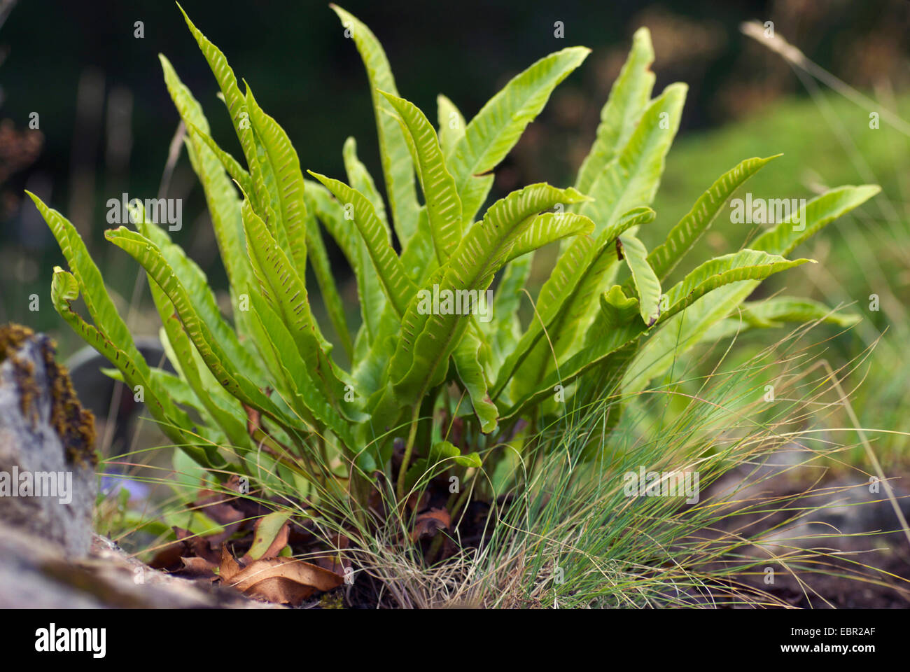 hart's tongue, European harts-tongue fern (Asplenium scolopendrium, Phyllitis scolopendrium), on a rock, Germany Stock Photo