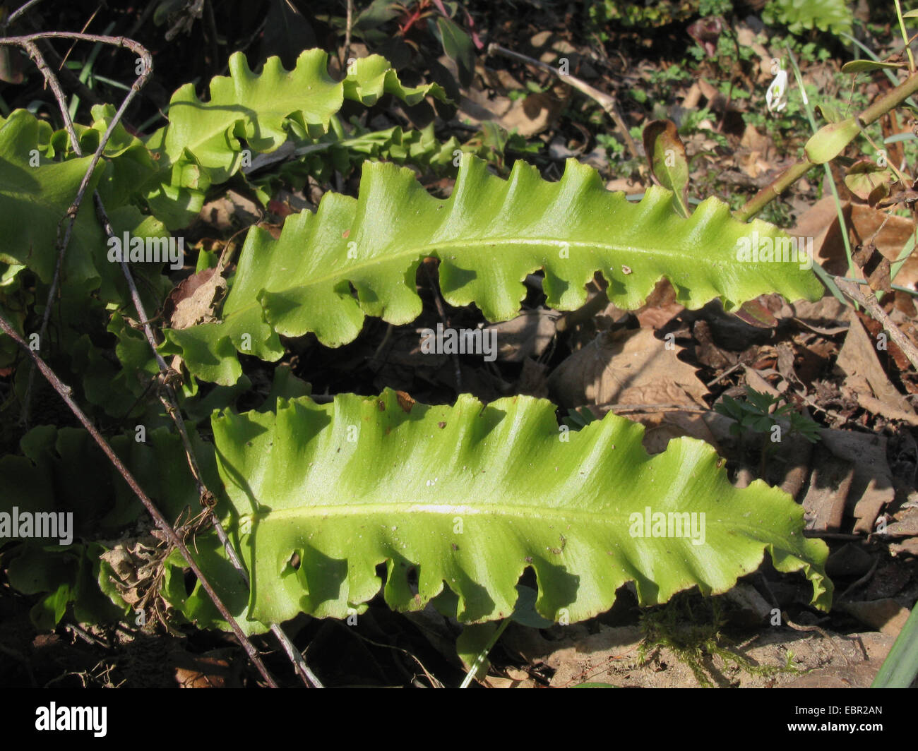 hart's tongue, European harts-tongue fern (Asplenium scolopendrium, Phyllitis scolopendrium), cultivar crispum Stock Photo