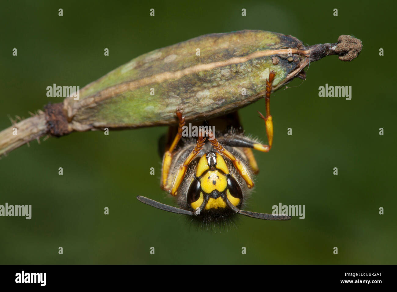 German wasp (Vespula germanica, Vespa germanica, Paravespula germanica), at a fruit, Germany, Rhineland-Palatinate Stock Photo