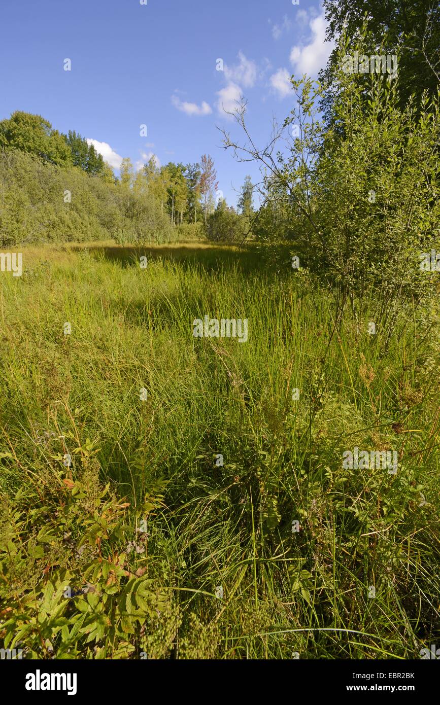 marsh meadow, Sweden, Smaland Stock Photo