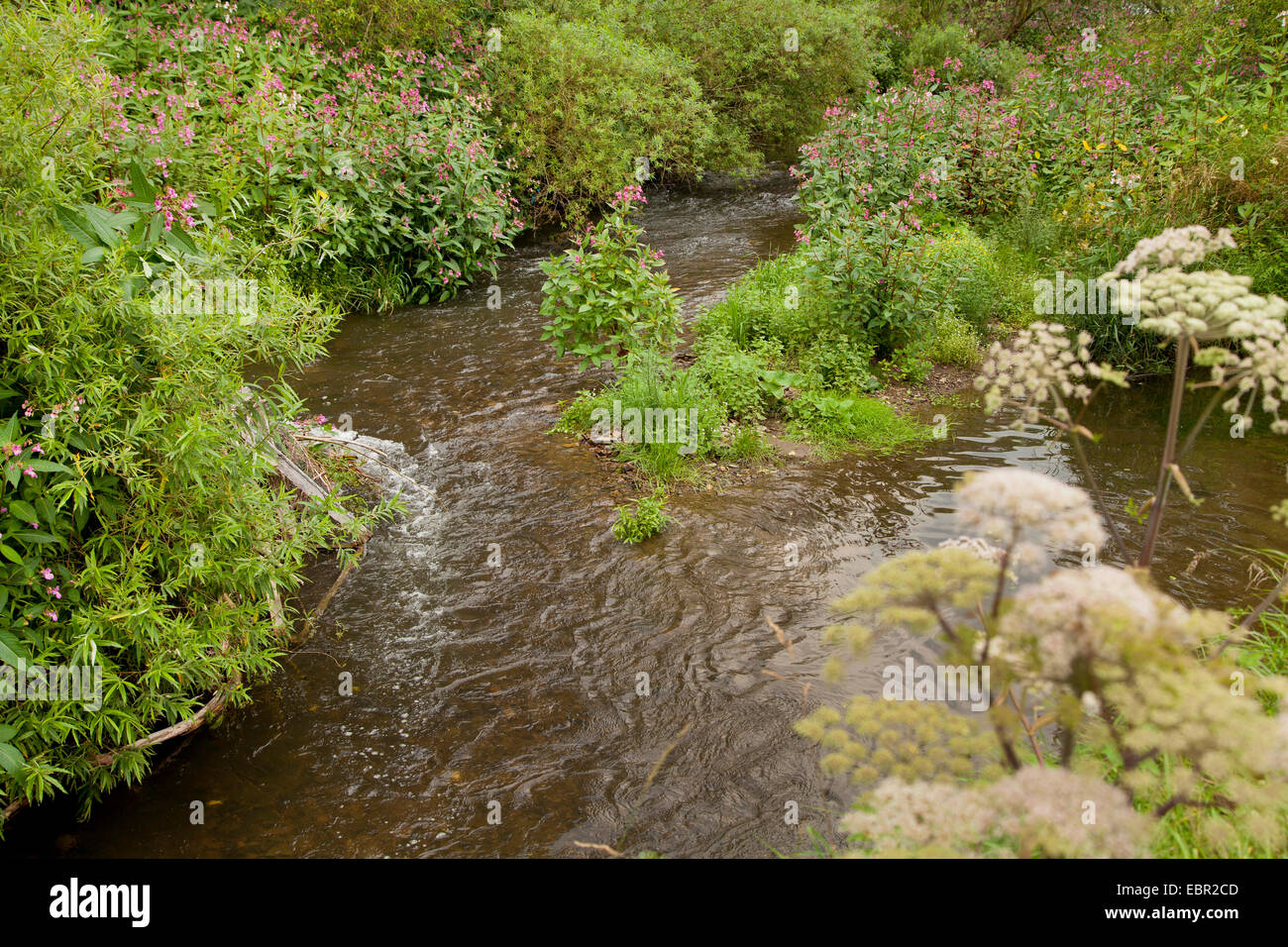 Wild angelica (Angelica sylvestris), unkempt creek, Germany, Rhineland-Palatinate, Niederfischbach, Alsdorf Stock Photo