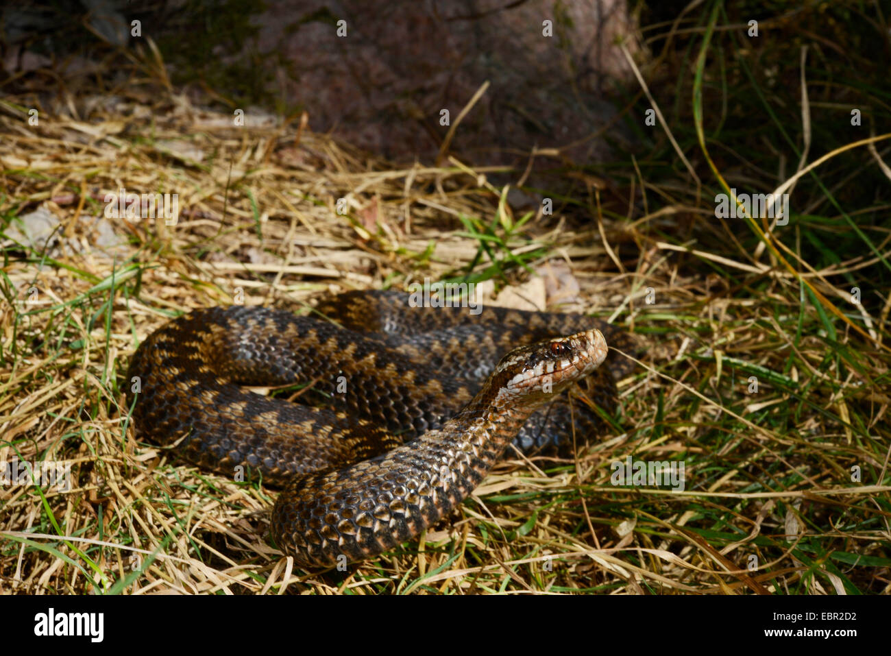adder, common viper, common European viper, common viper (Vipera berus), erecting adder, Sweden, Smaland Stock Photo