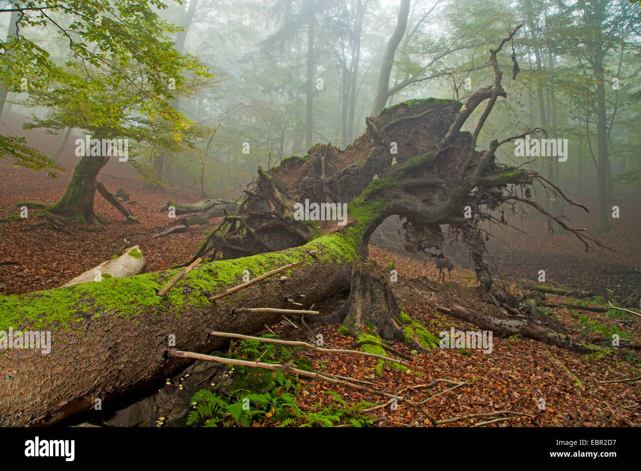 common beech (Fagus sylvatica), uprooted tree, Germany, Hesse, Kellerwald National Park Stock Photo