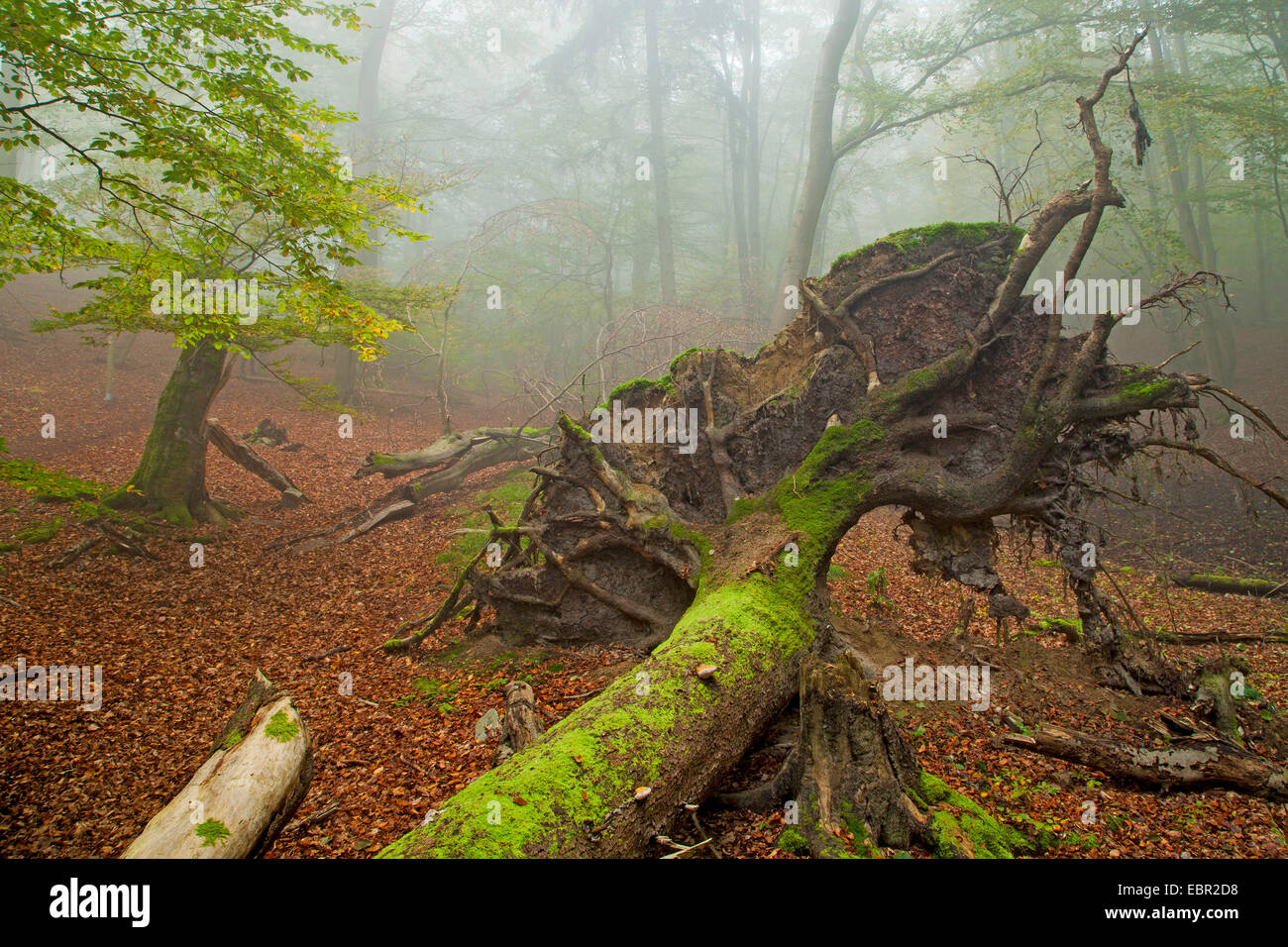 common beech (Fagus sylvatica), uprooted tree, Germany, Hesse, Kellerwald National Park Stock Photo