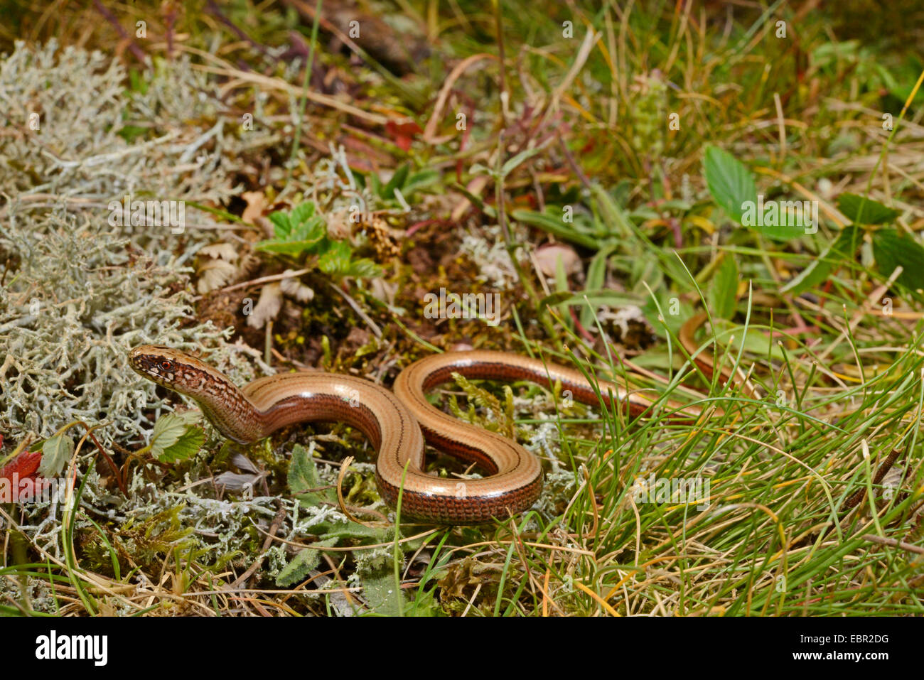 European slow worm, blindworm, slow worm (Anguis fragilis), young slow worm, Sweden, Smaland Stock Photo