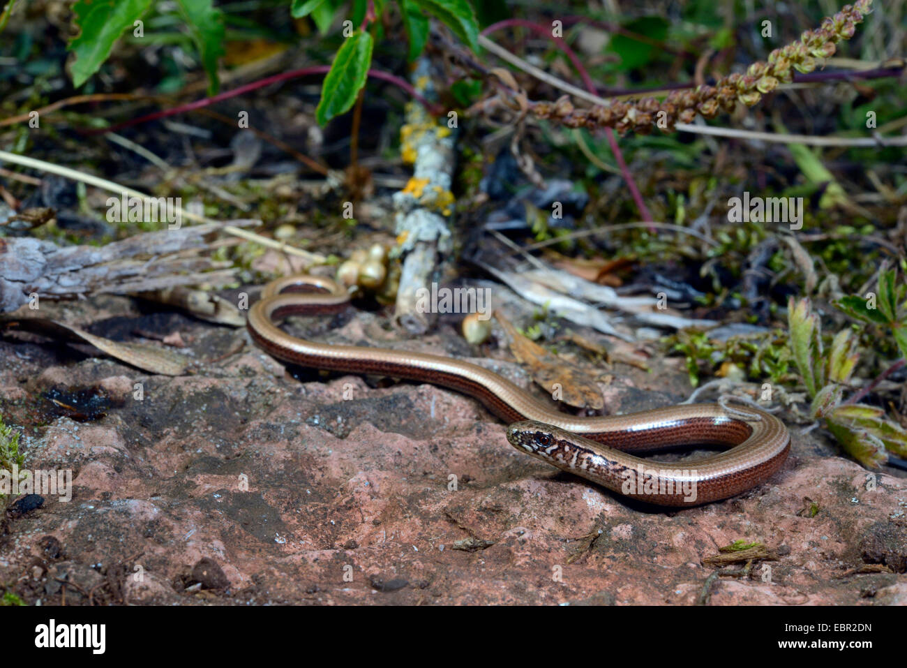 European slow worm, blindworm, slow worm (Anguis fragilis), young slow worm, Sweden, Smaland Stock Photo