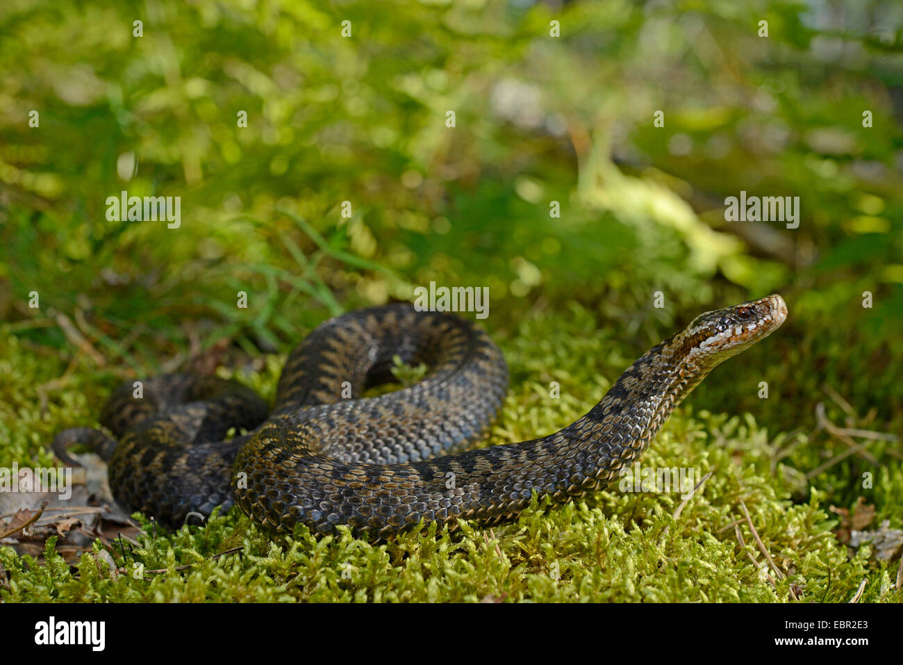 adder, common viper, common European viper, common viper (Vipera berus), on the feed, Sweden, Smaland Stock Photo