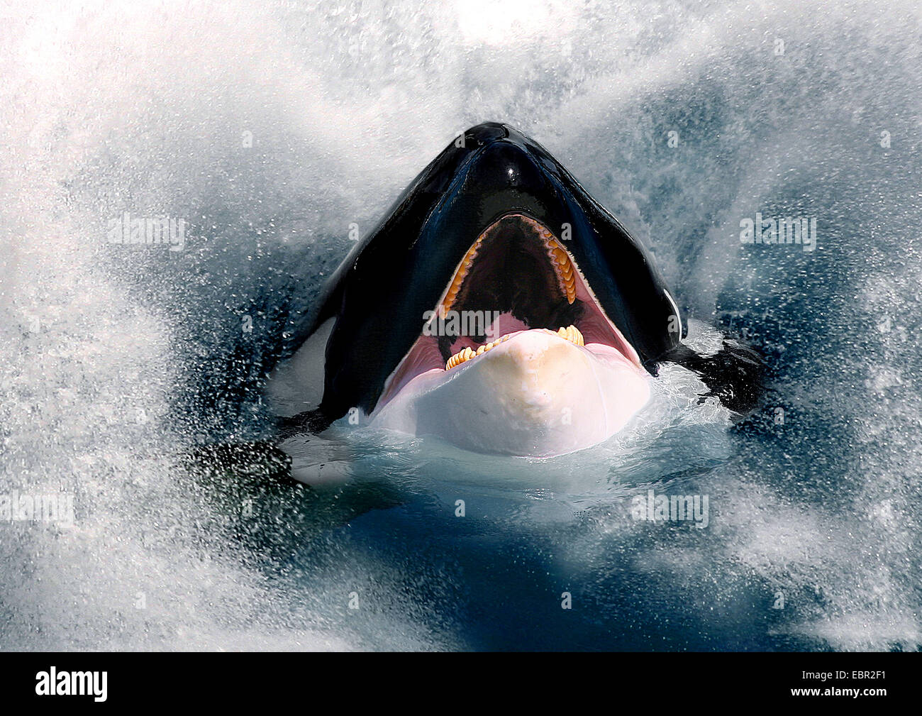 orca, great killer whale, grampus (Orcinus orca), hesd with open mouth looking out of the sea Stock Photo