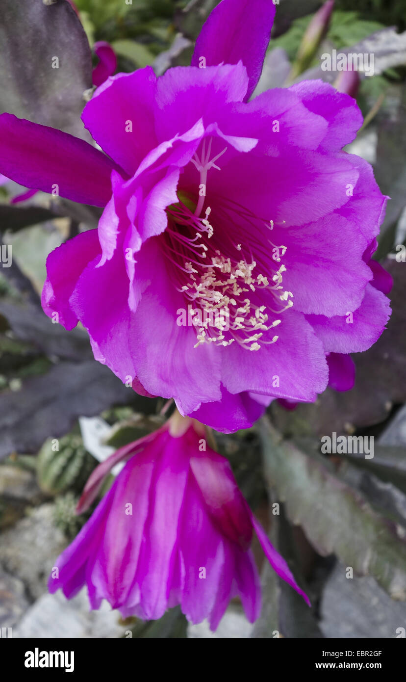 Epiphyllum hybrid (EpiphyllumHybride), flowers Stock Photo Alamy