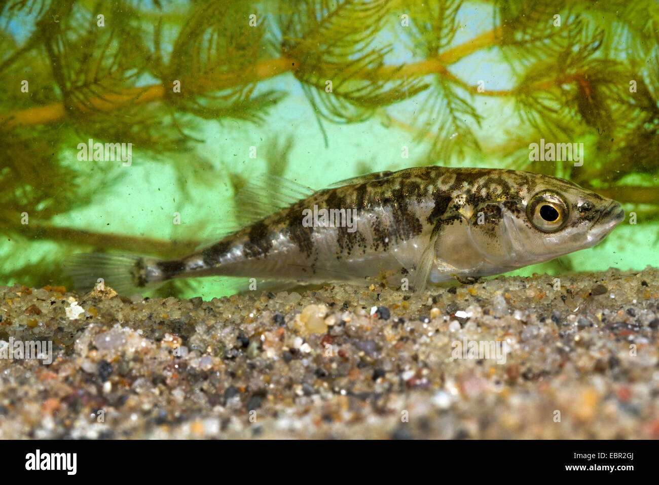 three-spined stickleback (Gasterosteus aculeatus), full-length portrait, Germany Stock Photo