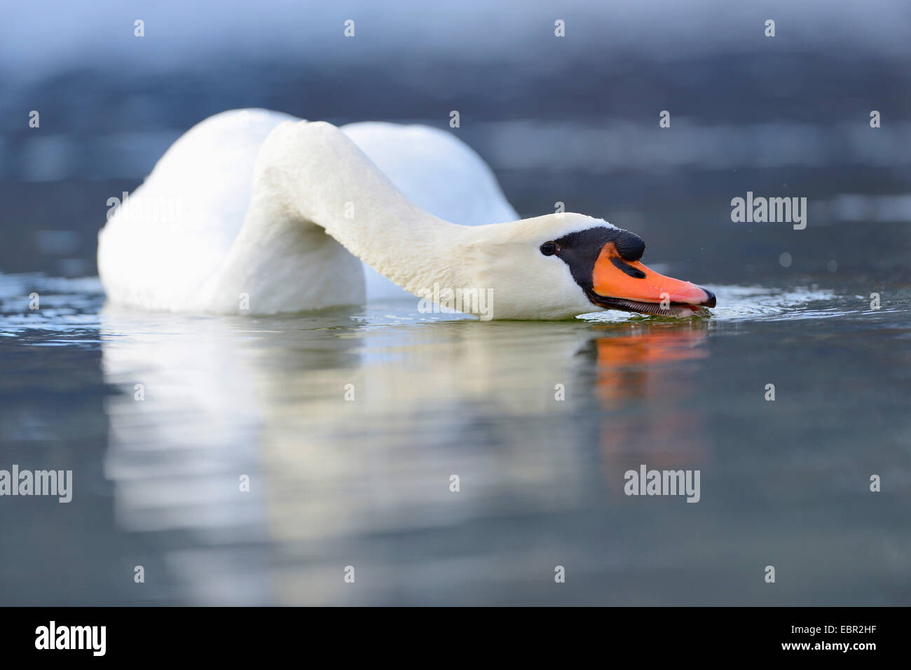 mute swan (Cygnus olor), on a sea in winter, Austria, Styria Stock Photo