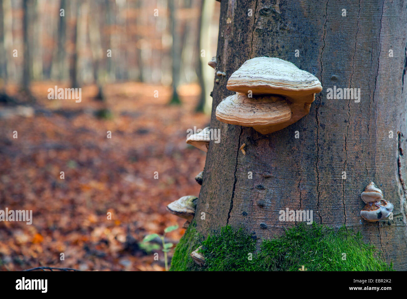 common beech (Fagus sylvatica), beech stem with fungi, Germany, Hesse Stock Photo