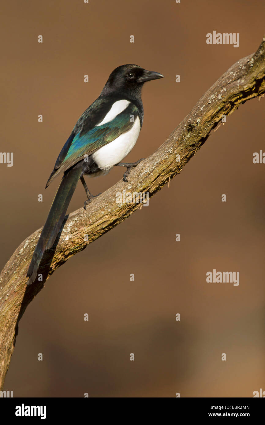 black-billed magpie (Pica pica), on a branch, Germany, Rhineland-Palatinate Stock Photo
